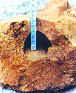 黑翅土白蚁在堤坝内可筑4cm×6cm的隧道
