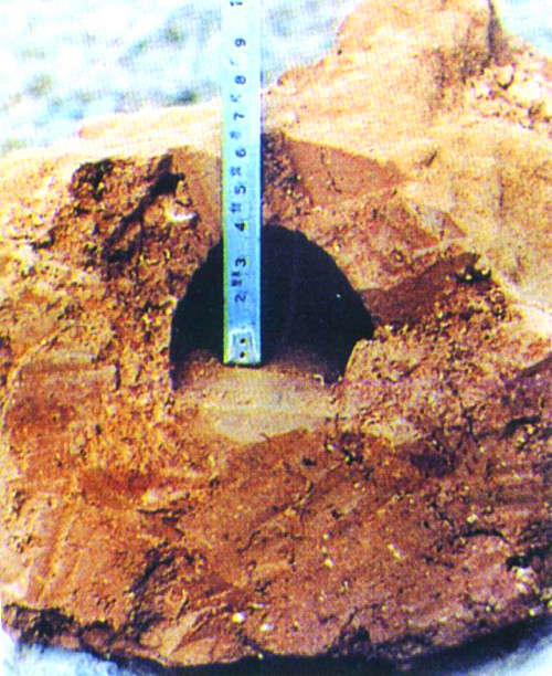 黑翅土白蚁在堤坝内可筑4cm×6cm的隧道.jpg