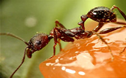 大頭蟻