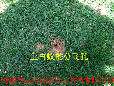土白蚁的分飞孔（02）