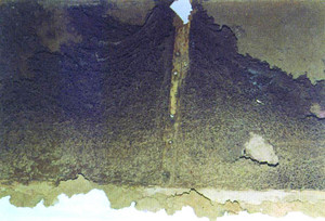 乳白蚁的墙裙巢，因墙体坚硬，巢呈200cm×100cm×10cm板块状