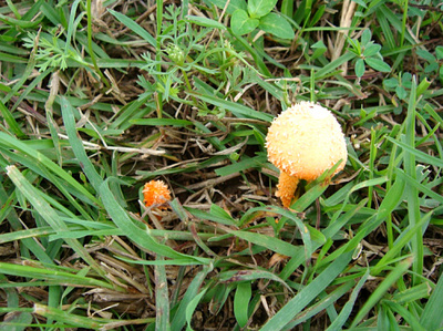 白蚁死巢指示物---红锤蘑菇