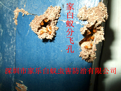 家白蚁分飞孔（01）