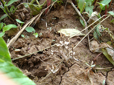 白蚁死巢指示物---鹿角菌