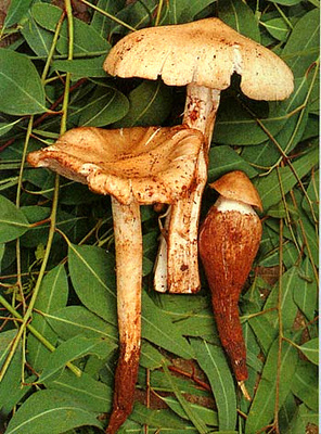 球盖白蚁伞