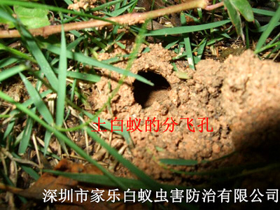 土白蚁的分飞孔（01）